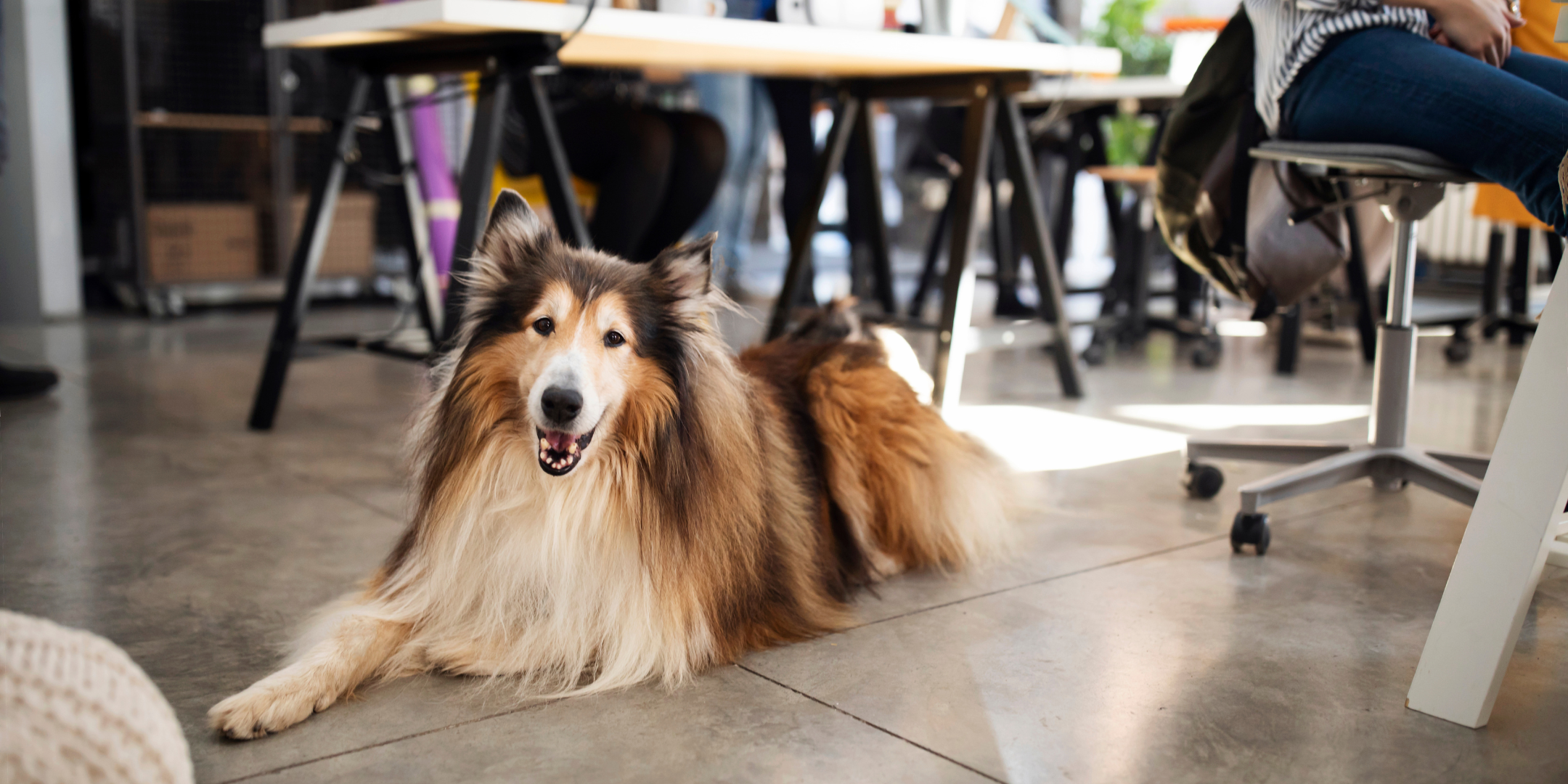 Büro von Luna Socks und dem Office Hund Charlie